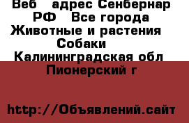 Веб – адрес Сенбернар.РФ - Все города Животные и растения » Собаки   . Калининградская обл.,Пионерский г.